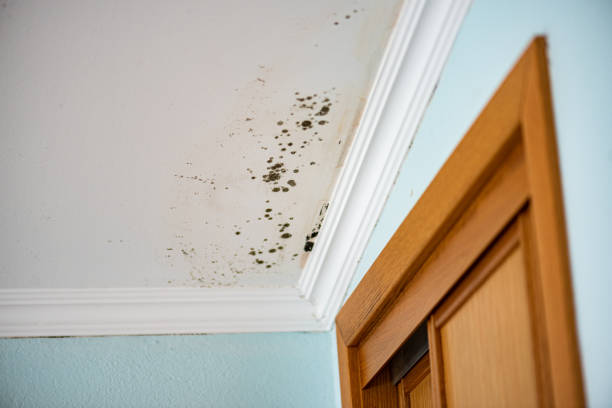 Best Commercial Mold Removal  in Fmington, AR