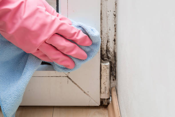 Crawl Space Mold Removal in Farmington, AR